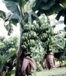 Musa 'Double', 'Mahoi'
